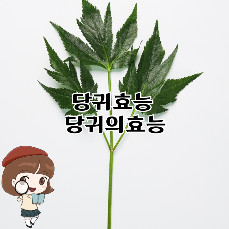 당귀효능, 당귀의효능 알아봐요 : 네이버 블로그