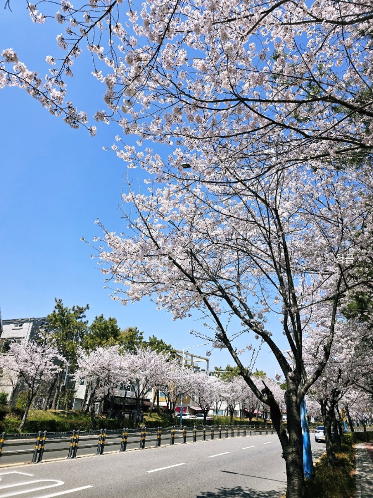 부산 벚꽃 명소 드라이브코스 데이트 추천 명지오션시티 갈맷길...