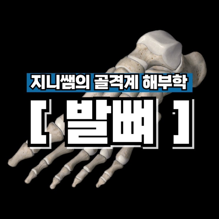 골격 해부학 | 족근골(발목뼈) 중족골(발허리뼈) 지골(발가락뼈) 구조 기능 : 네이버 블로그