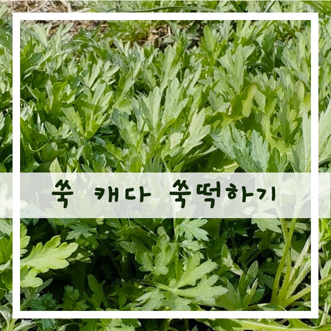 쑥 캐는 재미에 쑥튀김 쑥절편 만들기 : 네이버 블로그
