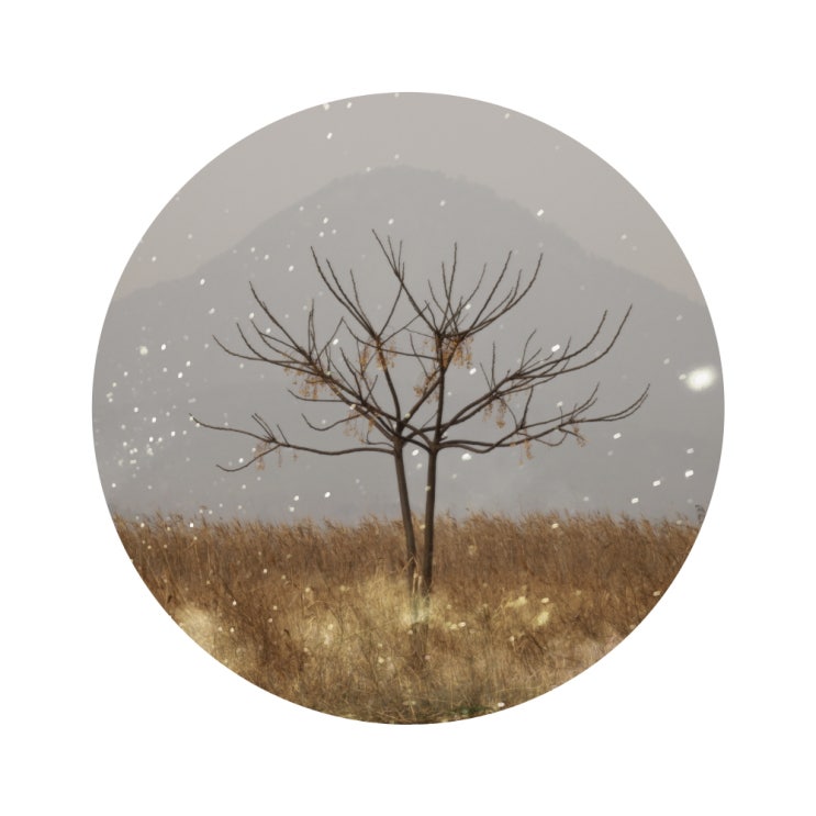 FBU Japonica Tree1, 60x60cm, Archival Pigment Print, 2021 : 네이버 블로그