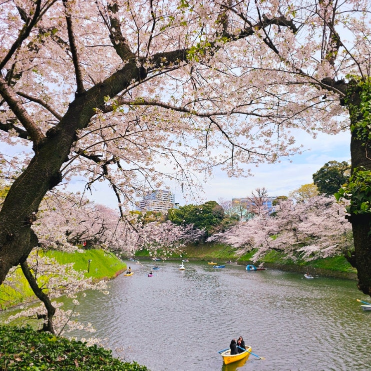 일본 도쿄 벚꽃여행 <기타노마루공원> 꽃놀이 명소 리뷰