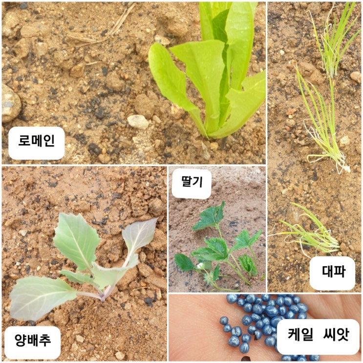 초보 텃밭 일지 -씨앗, 모종심기 : 네이버 블로그