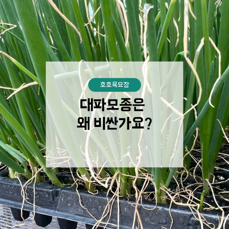 대파모종은 왜 비싼가요? : 네이버 블로그