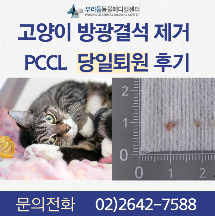 고양이 방광 결석 PCCL 수술받고 당일퇴원 한 후기 : 네이버 블로그