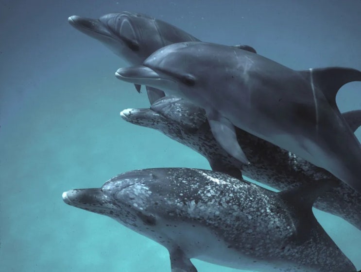 DolphinGemma '세계 최초 돌고래 AI 🐬 돌핀제마' : 네이버 블로그