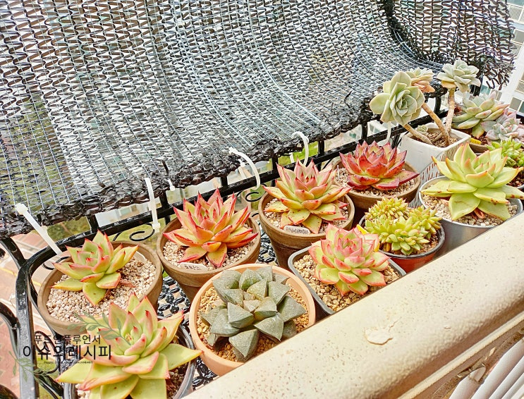 다육이 키우기 필수템! 오디가 ODIGA 베란다 화분걸이대 80cm 설치 후기 : 네이버 블로그