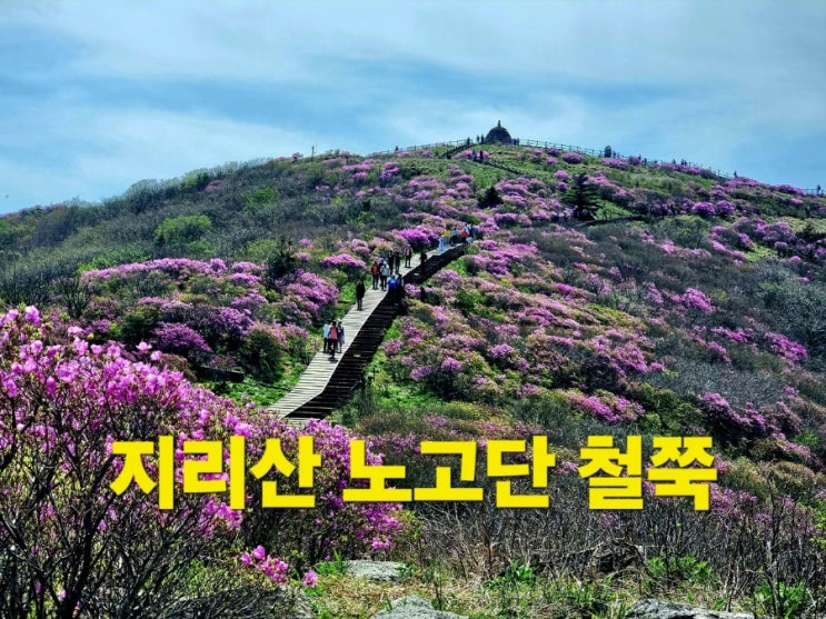 지리산 등산코스 노고단 털진달래 개화시기 : 네이버 블로그