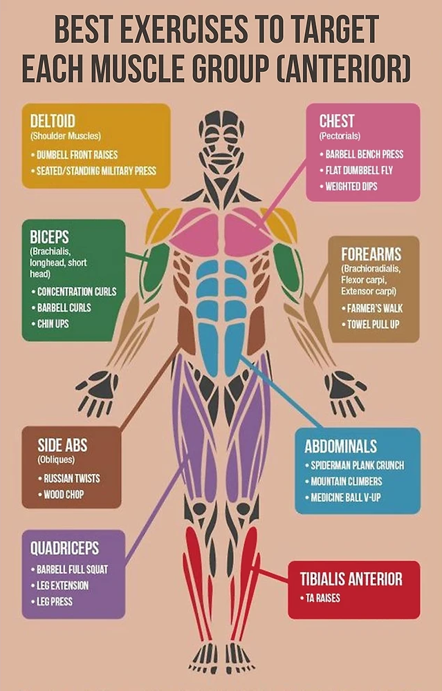Muscle Map : 네이버 블로그