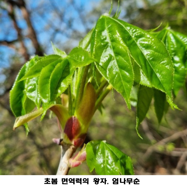 [봄나물 8탄]🌿 봄철 피로 싹~ '엄나무순(개두릅)' 효능부터 맛있게 먹는 법까지! : 네이버 블로그