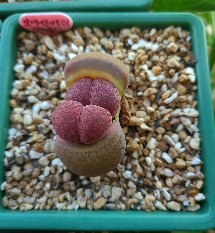 Lithops dinterops 'Boysenberry' 보이센베리 : 네이버 블로그