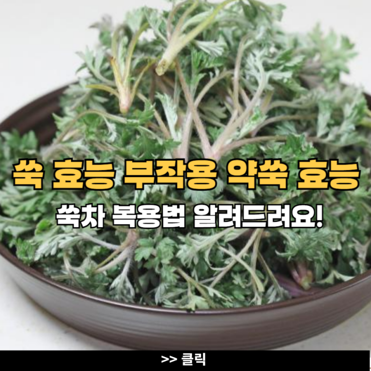 쑥 효능 부작용 약쑥 효능 쑥차 복용법 : 네이버 블로그