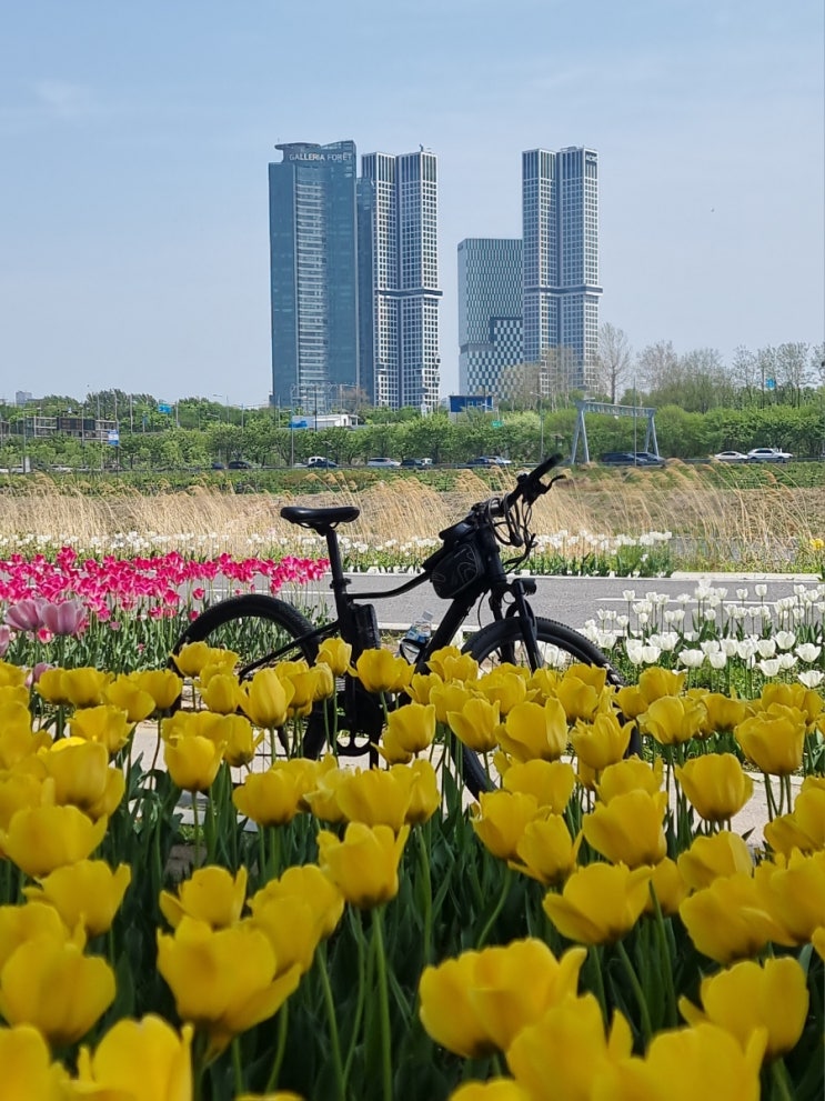 응봉공원 튜립 : 네이버 블로그