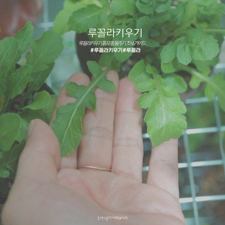 루꼴라 키우기 씨앗 모종 난이도 베란다 키우는 방법 : 네이버 블로그