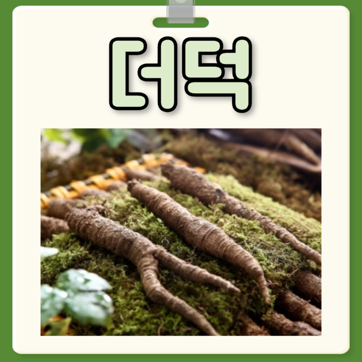더덕 효능 부작용 더덕 보관 먹는 법 : 네이버 블로그