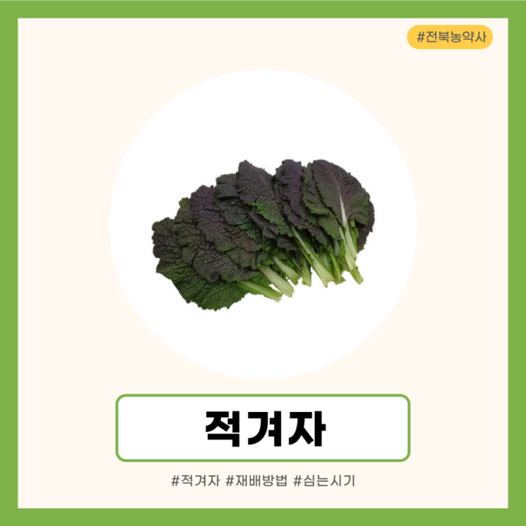 적겨자 심는시기 및 재배방법 : 네이버 블로그