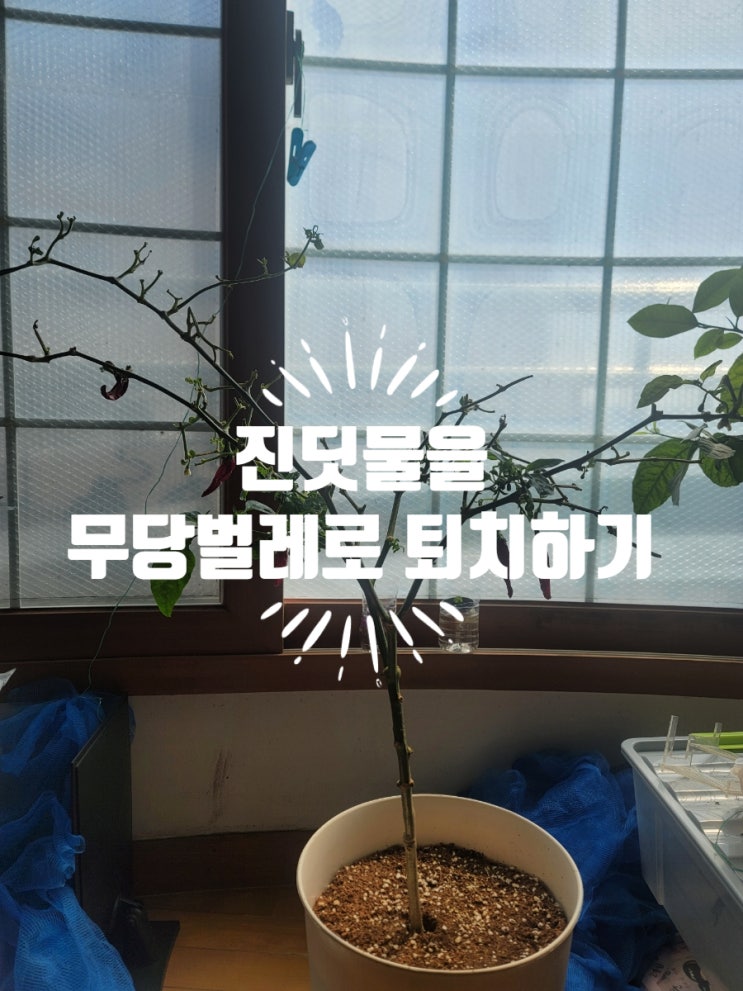 [홈 가드닝] 작년에 키웠던 고추 모종에서 진딧물 재발, 무당벌레 유충과 성충을 투입하여 진딧물 퇴치해 보기 : 네이버 블로그