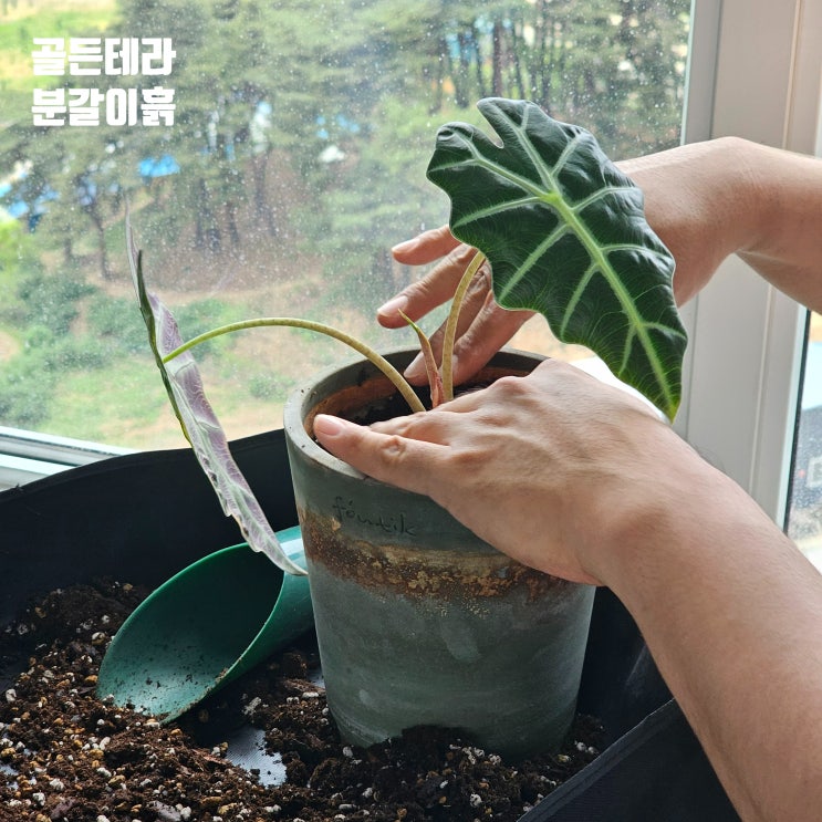 골든테라 분갈이흙 최고급 배합토 거북알로카시아 분갈이 하기 : 네이버 블로그