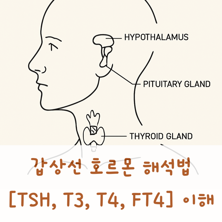 갑상선 호르몬 검사 해석법 총정리 | TSH, T3, T4, FT4 이해 : 네이버 블로그