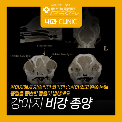 강아지 비강 종양 치료 사례 : 네이버 블로그