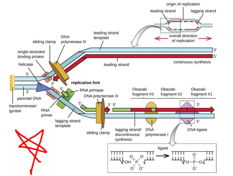 DNA replicase system과 replisome, Helicase : 네이버 블로그