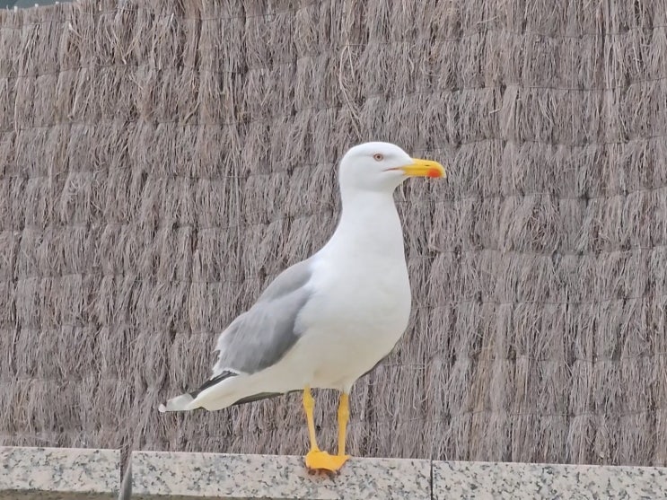 노란다리갈매기 (Yellow-legged Gull) - 스페인 바르셀로나 수족관 벨 항....