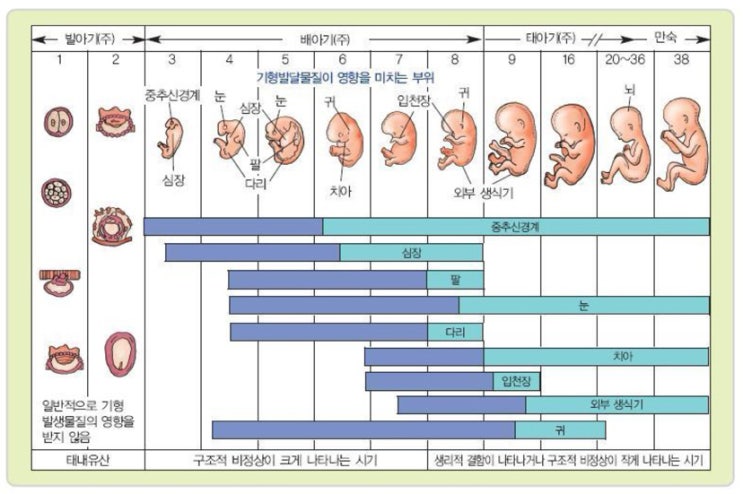 태아의 첫 심리와 성장 영양제 – 엄마가 준비해야 할 모든 것 : 네이버 블로그