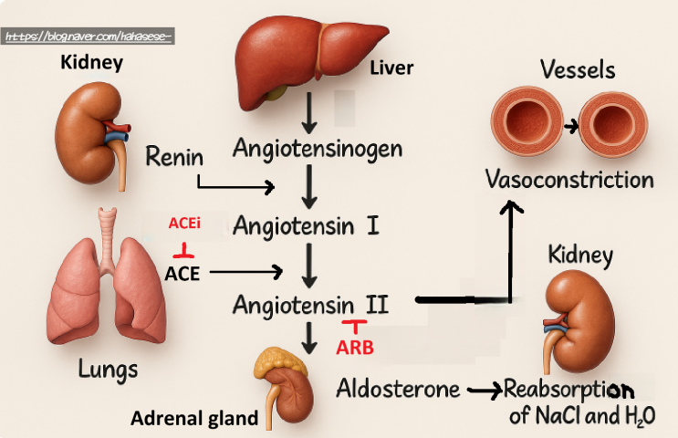 [RAAS]ARB(Angiotensin II Receptor Blocker)&ACEi (Angiotensin-Converting ...