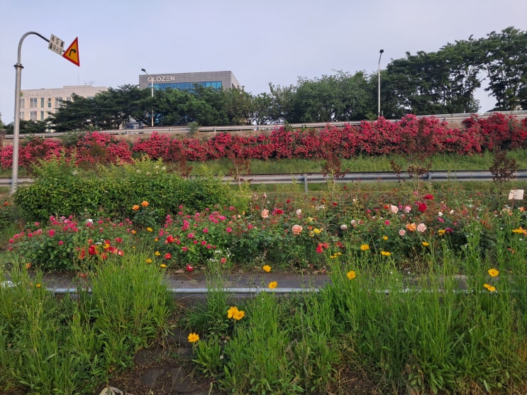 2025 서울한강울트라마라톤 100km 참가
