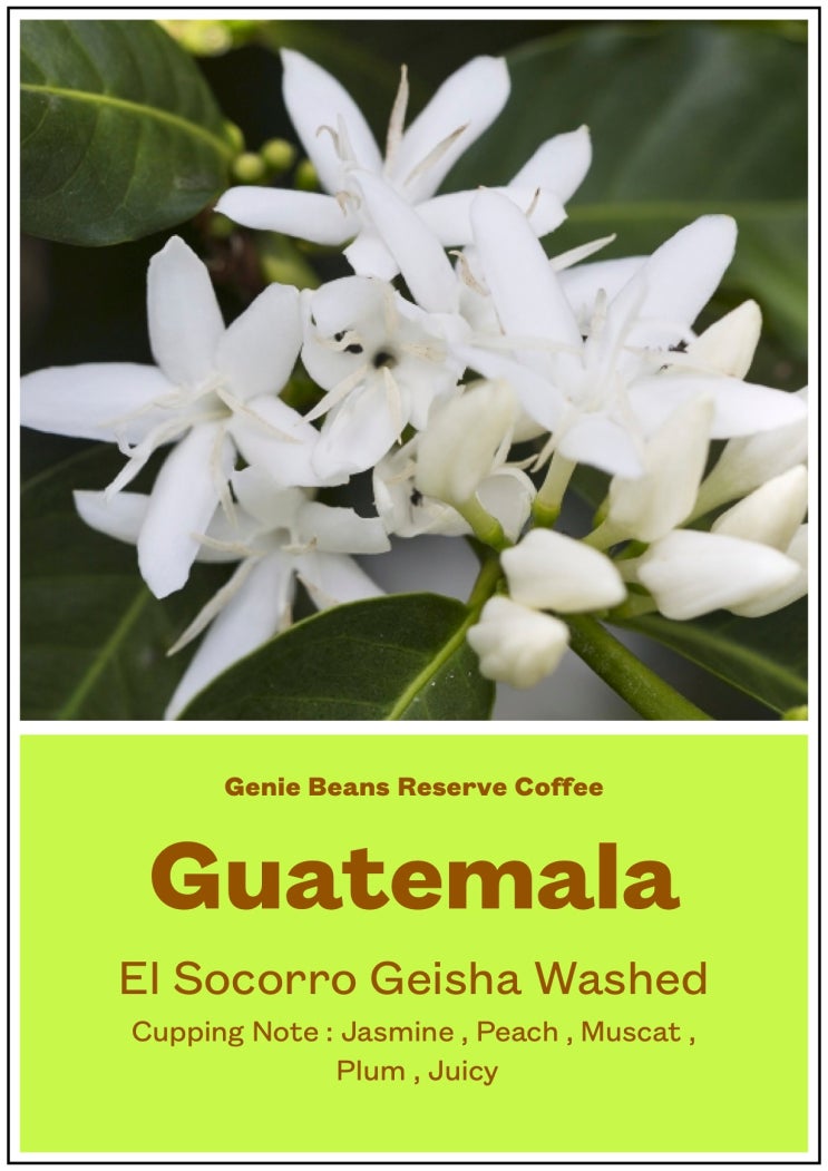 [지니빈스] Guatemala El Socorro Geisha Washed : 네이버 블로그
