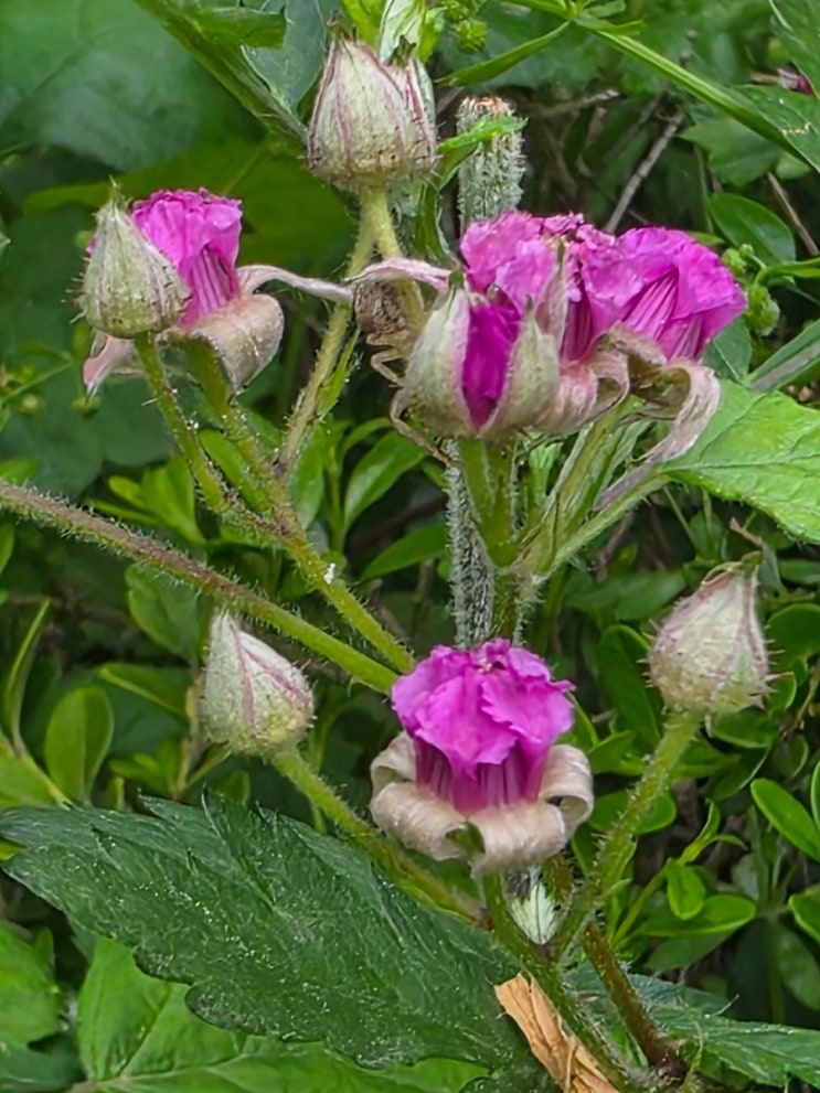 멍석딸기(Trailing Raspberry) (25.5월) : 네이버 블로그