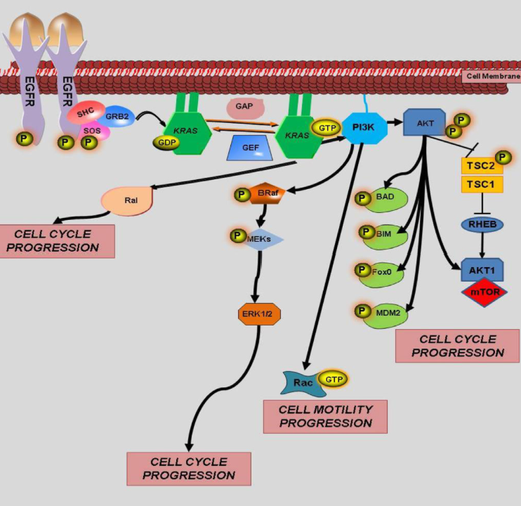 전이성 결장직장암 mCRC (metastatic colorectal cancer) : 네이버 블로그