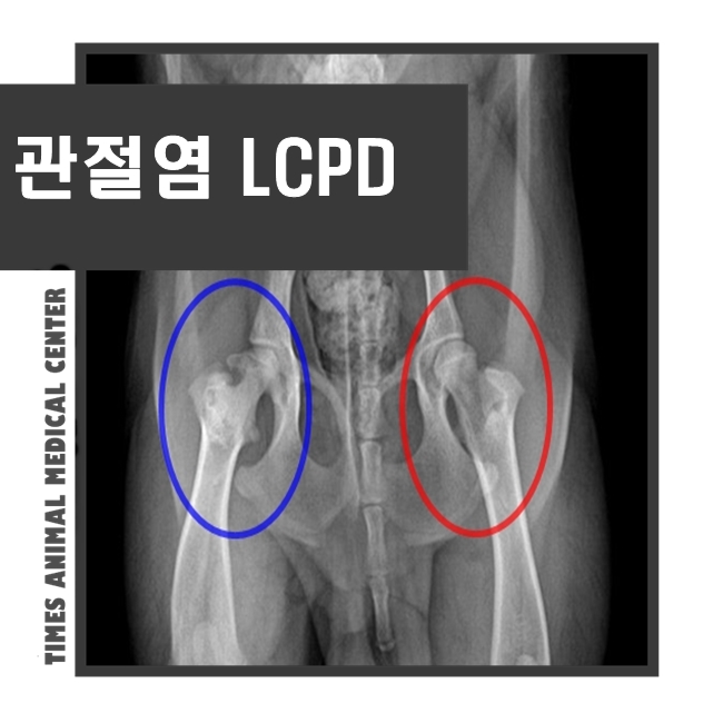 강아지 관절염 LCPD 수술 가능한 병원 : 네이버 블로그