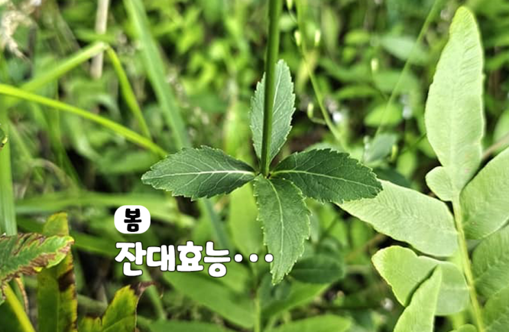 잔대 효능 자연산 잔대잎 나물 뿌리 먹는법 : 네이버 블로그