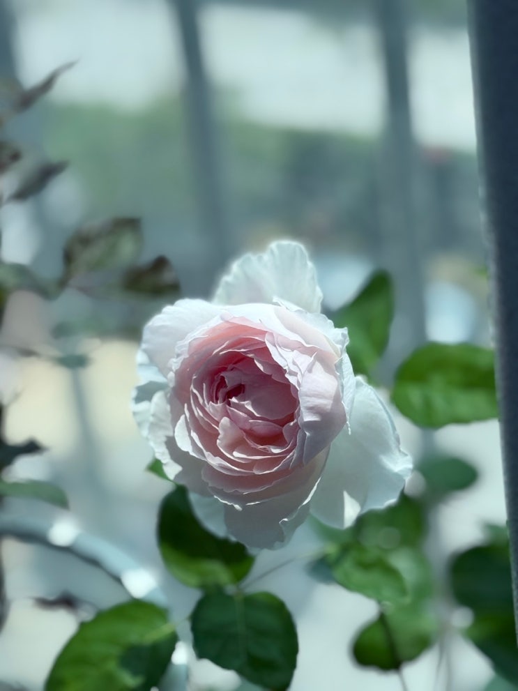 실내 장미 가드닝:코코트 : 네이버 블로그