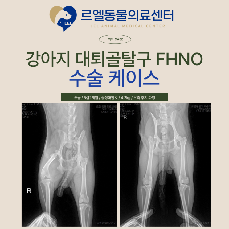 강아지가 갑자기 다리를 들고있어요 / 김해정형외과동물병원 / 김해 강아지 FHNO 수술 [르엘동물의료센터] : 네이버 블로그