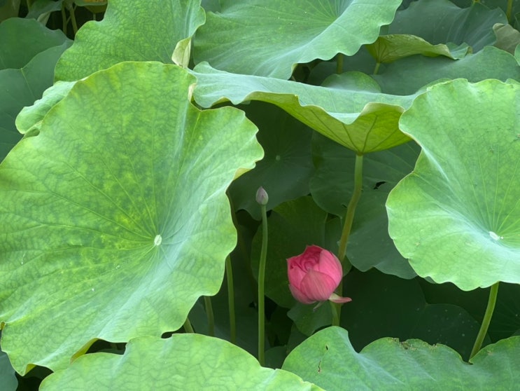 연꽃의 계절, 청두 문화공원