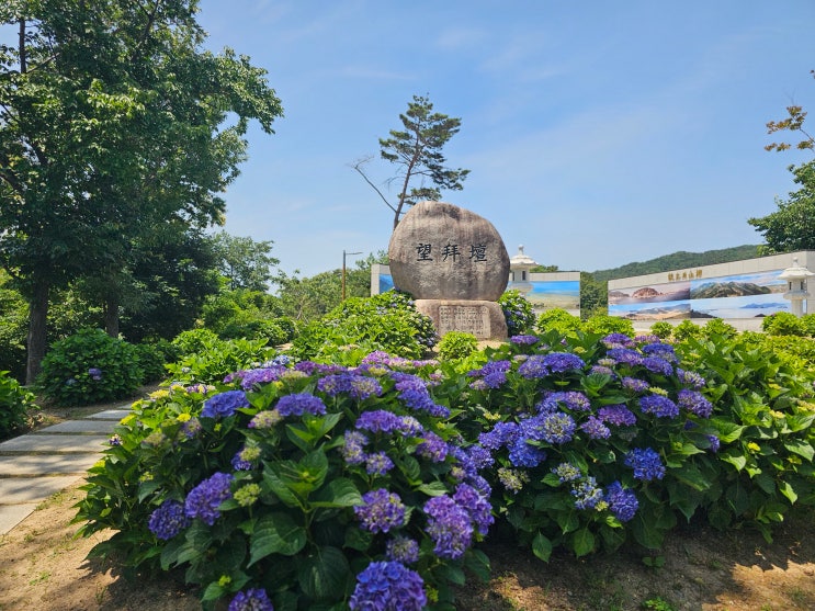 부산 강서구 가볼만한곳 녹산고향동산 수국 숨은 명소 노지...
