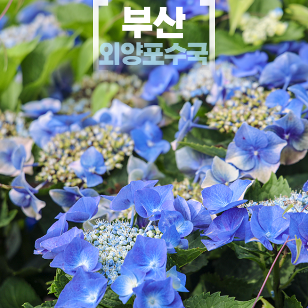 부산 가덕도 가볼만한곳 강서구 가덕도 외양포 수국