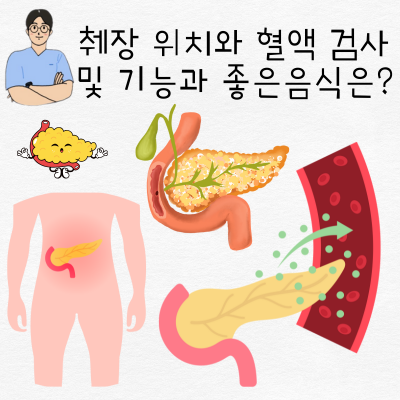 췌장 위치와 검사 및 췌장의 기능 그리고 좋은 음식 4가지는? : 네이버 블로그