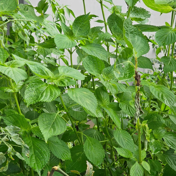 깻잎씨앗 모종 심기 키우기 순치기 방법 / 들깨 씨앗심기 파종 재배 심는시기 수확시기 : 네이버 블로그