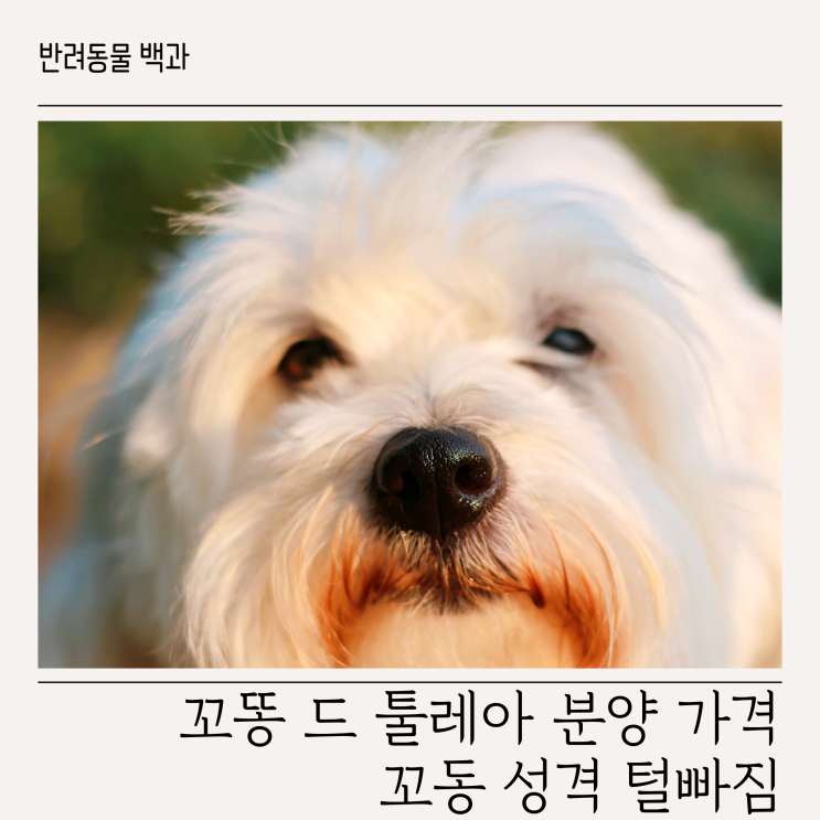 꼬똥 드 툴레아 분양 가격 꼬동 성격 털빠짐 : 네이버 블로그