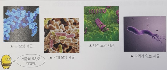 다양한 생물과 우리 생활 / 균류, 원생생물, 세균 : 네이버 블로그