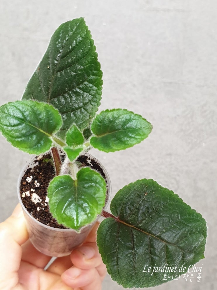 신닌기아 엔닉스 삽목 한달 신닌기아 삽목 너무 쉬운데요! : 네이버 블로그