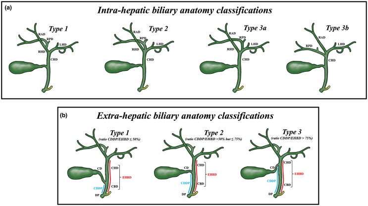 간외 담관 해부학(Extrahepatic duct Anatomy) : 네이버 블로그
