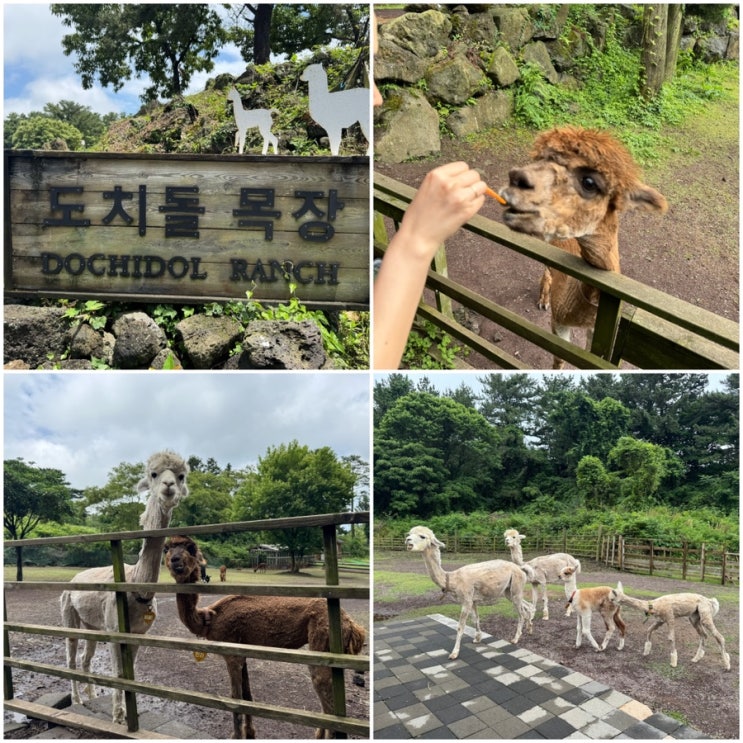 제주도 목장 체험 도치돌알파카목장 : 네이버 블로그