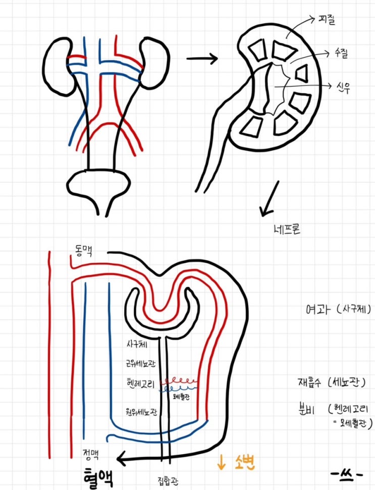하루 소변량(urine output) 다뇨(polyuria) 핍뇨(oliguria) 무뇨(anuria), 소변 생성 원리와 ...