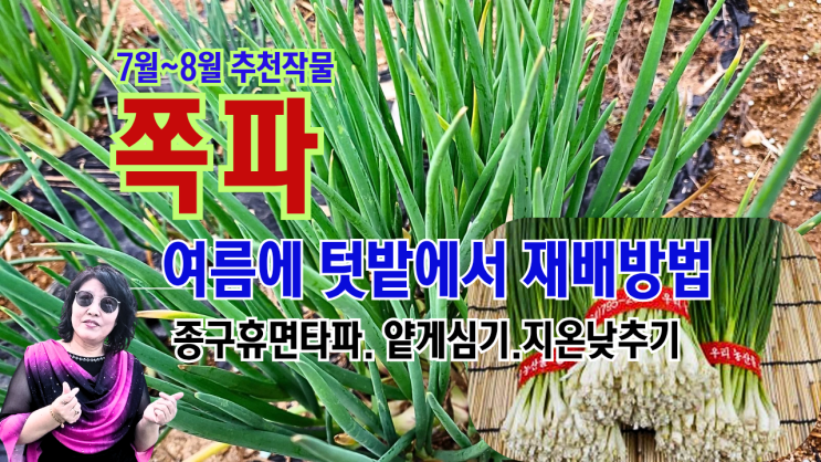 여름 쪽파 심는 시기와 재배방법//종구휴면타파/여름품종선택/얕게심기// : 네이버 블로그