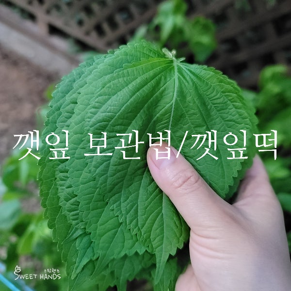 깻잎 보관법, 고르기부터 보관까지! 깻잎떡 요건 몰랐죠? : 네이버 블로그