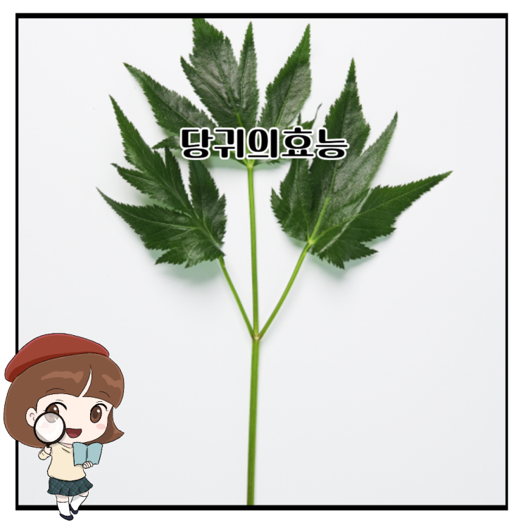 당귀의효능 당귀잎효능 당귀뿌리 생명의 기운 : 네이버 블로그